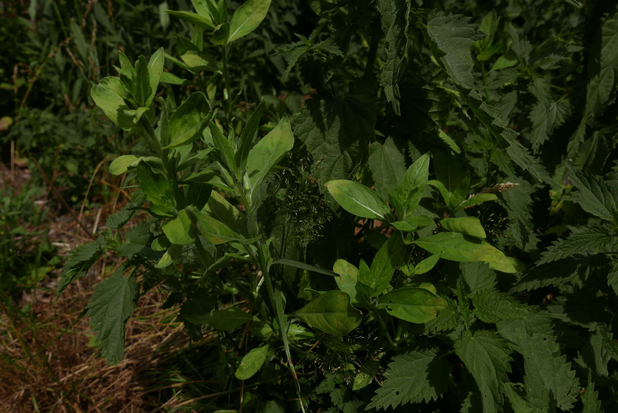 Image of Peronospora arthurii