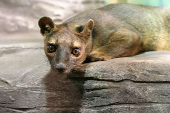 Image of fossa