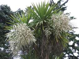 Imagem de Cordyline stricta (Sims) Endl.