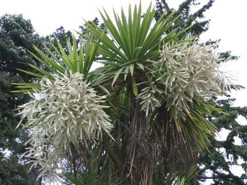 Imagem de Cordyline stricta (Sims) Endl.