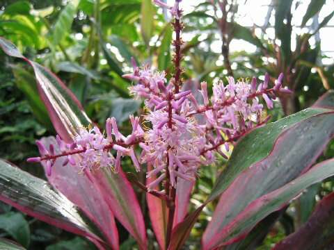 Imagem de Cordyline fruticosa (L.) A. Chev.