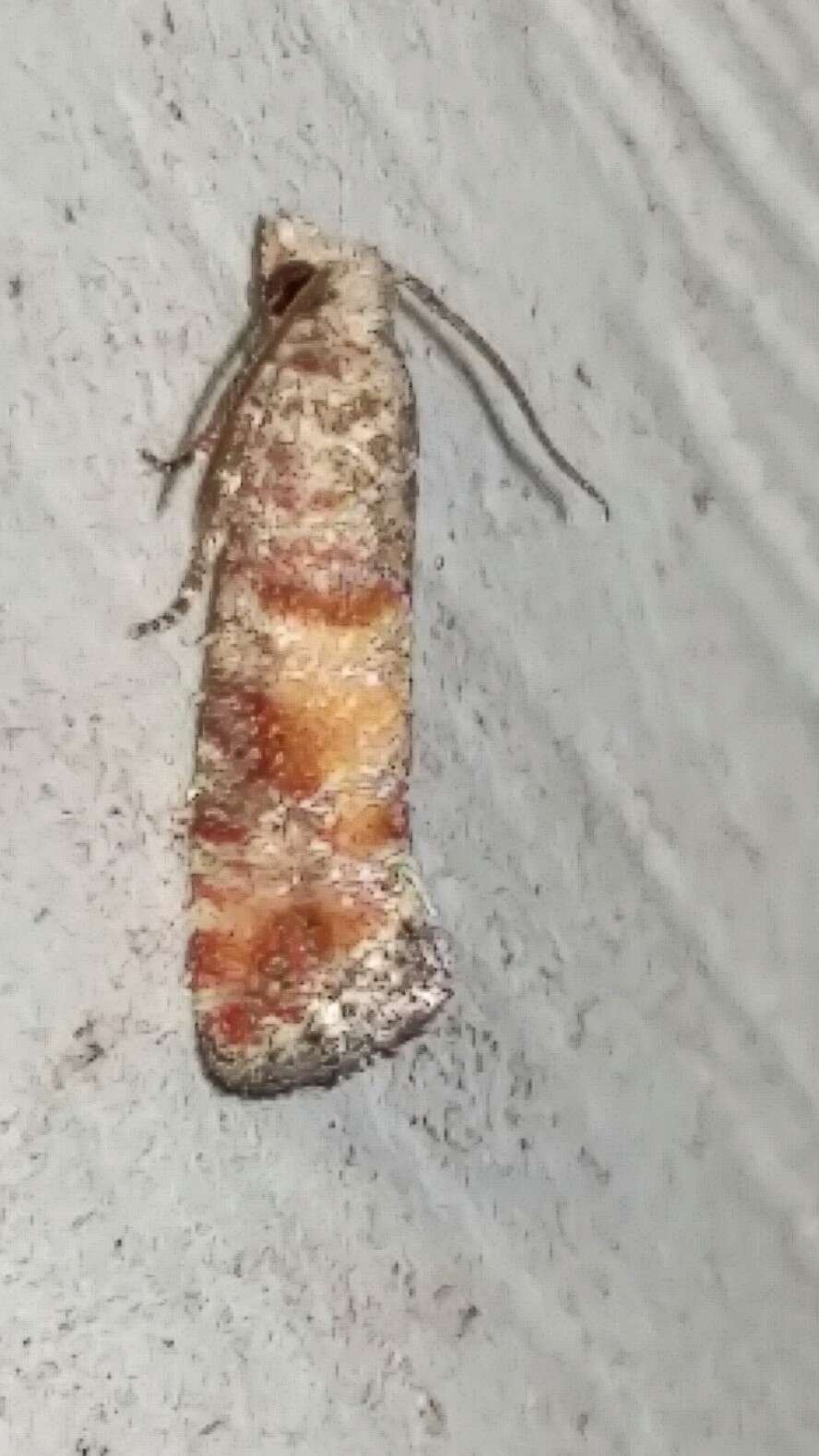 Image of Nantucket Pine Tip Moth
