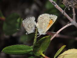 Слика од Pseudolucia chilensis (Blanchard 1852)