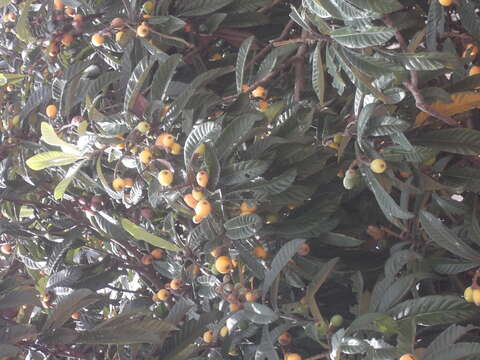 Image of loquat