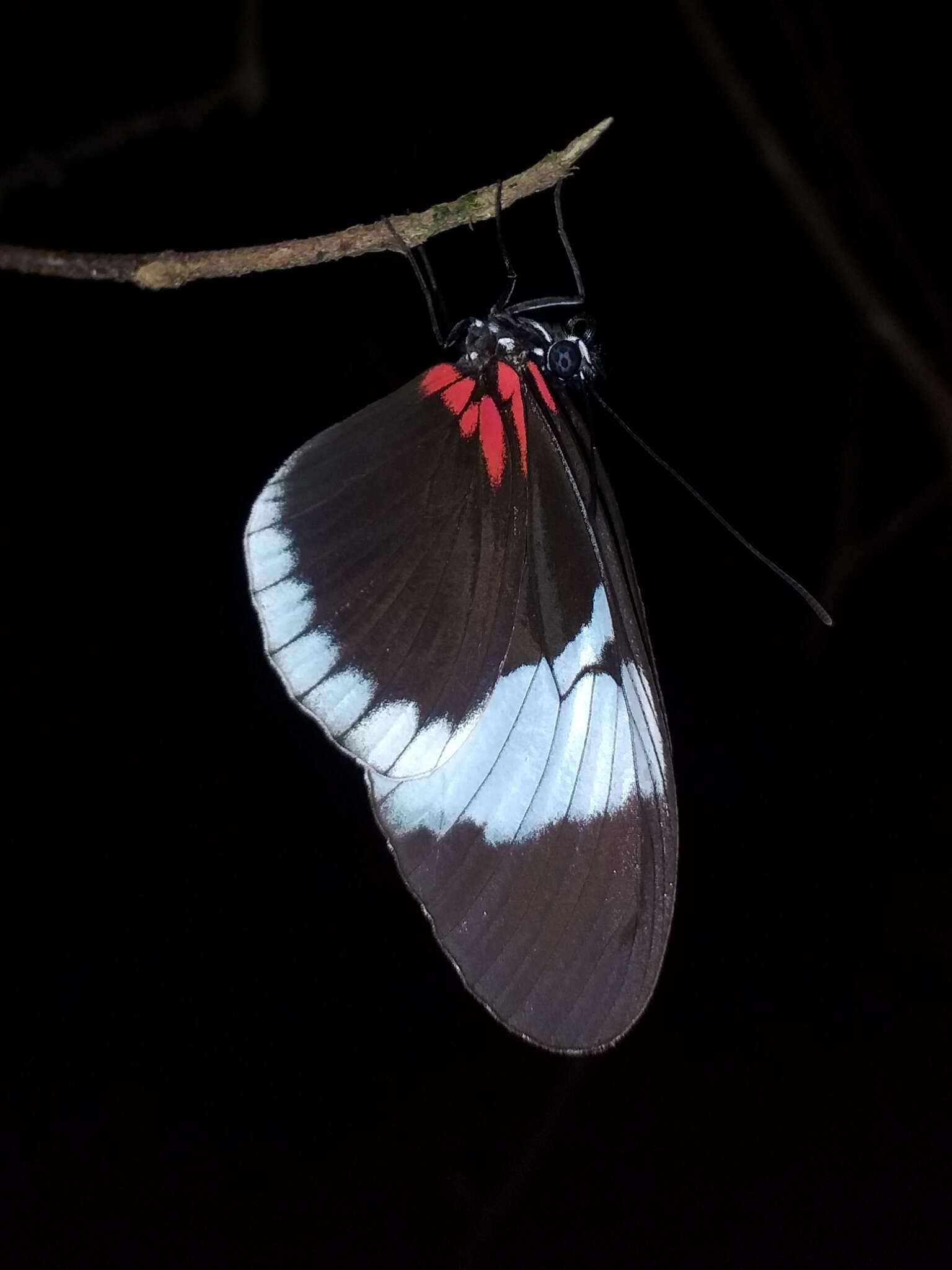 Image of Heliconius sapho Drury 1782