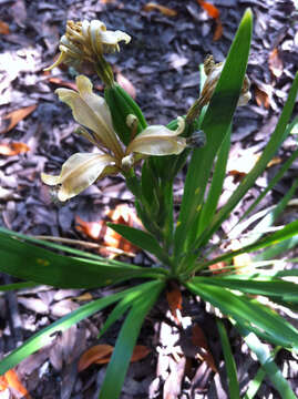 Image of stinking iris