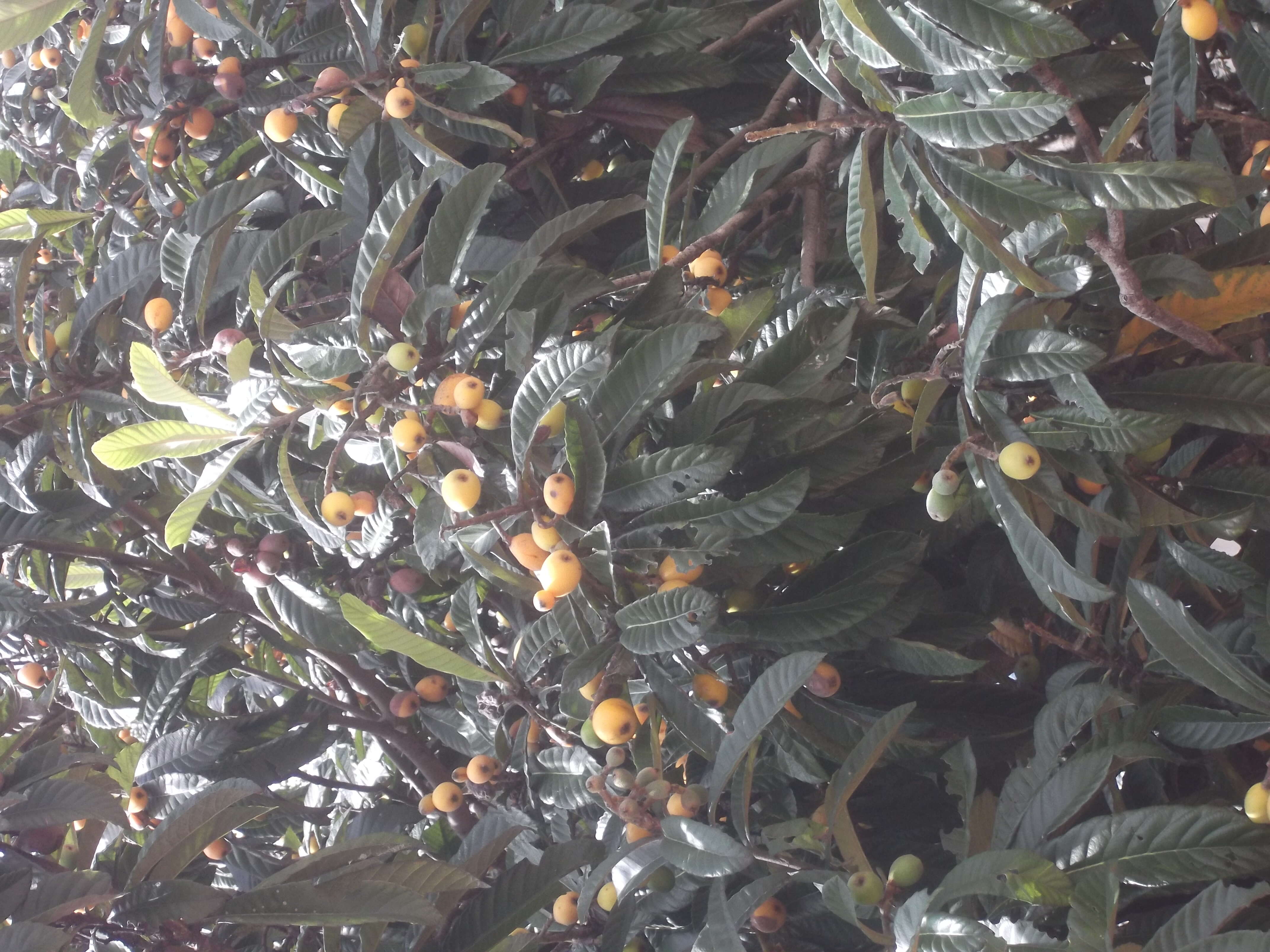 Image of loquat