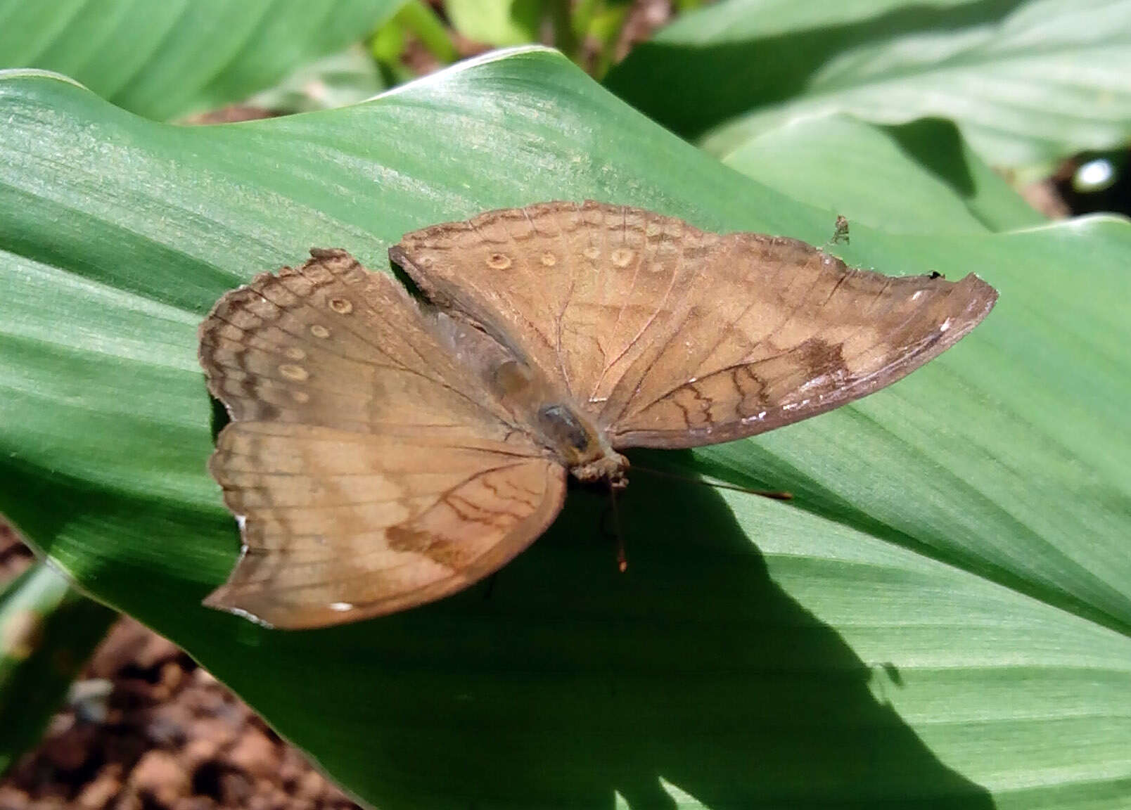 Image of chocolate pansy