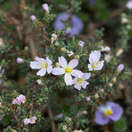 Image of Frankenia pauciflora DC.