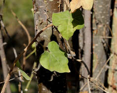 Image of Small-leaved star-chestnut