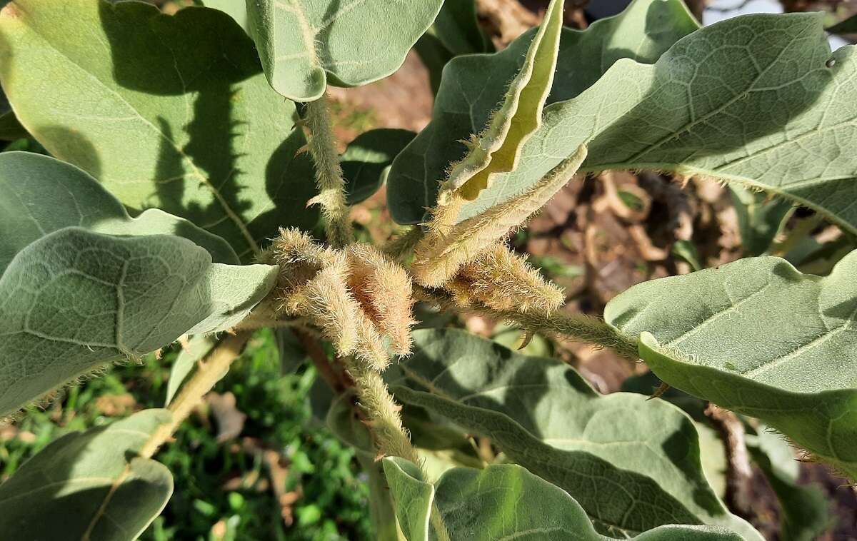 Image of Solanum falciforme Farruggia