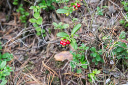 Image of lingonberry