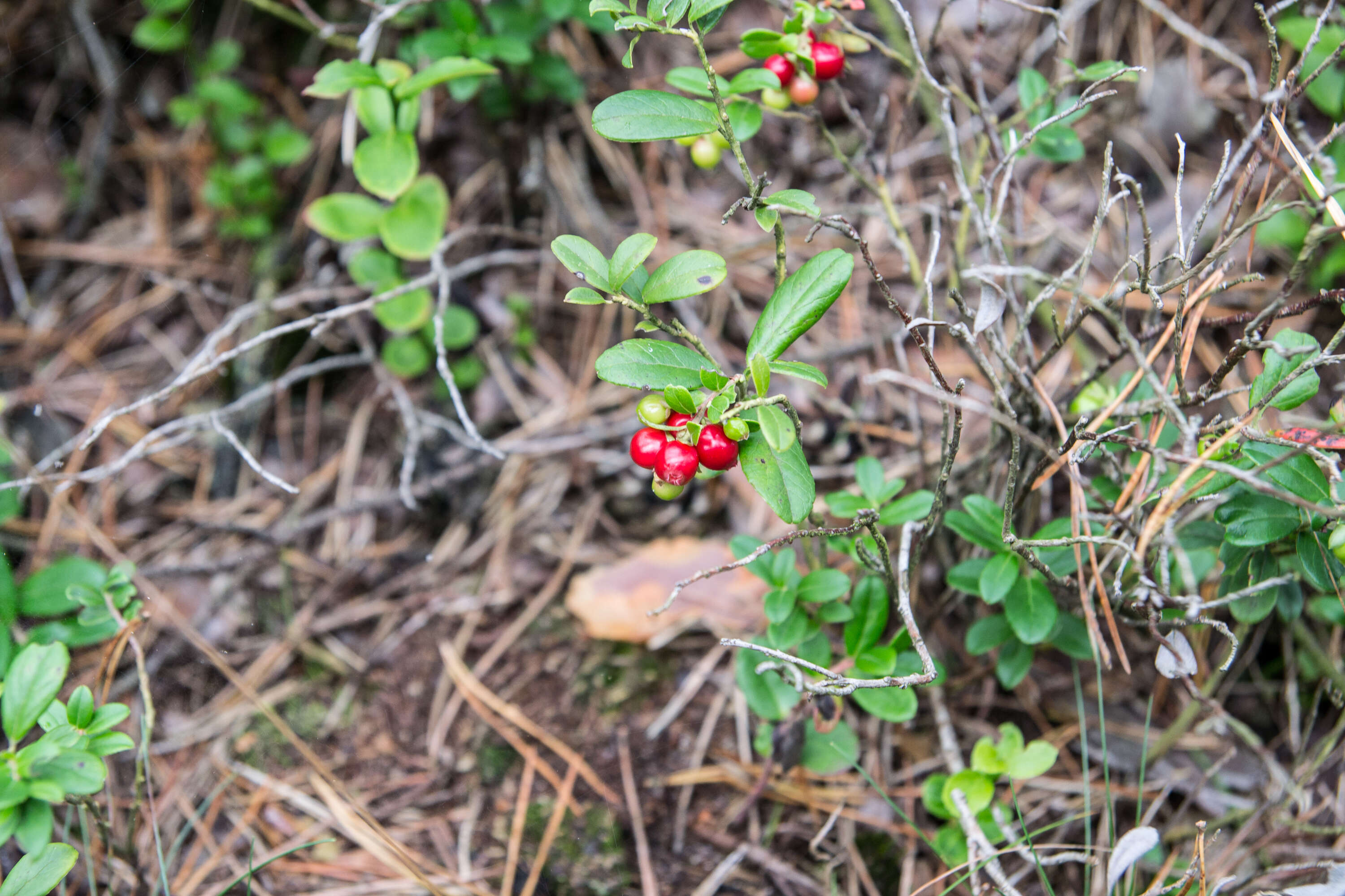 Image of lingonberry