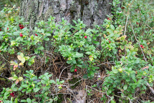 Image of lingonberry