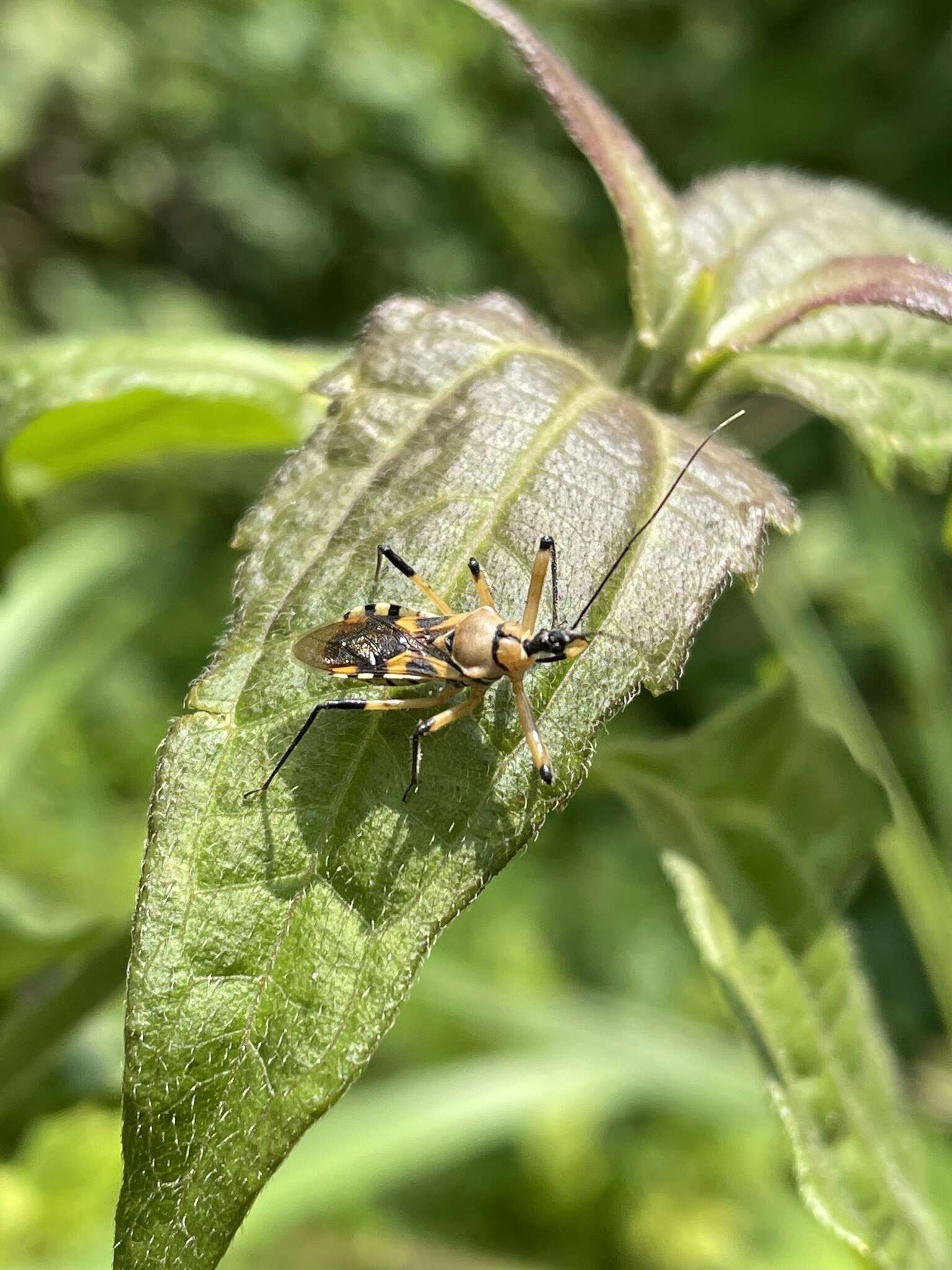 Sivun Rhynocoris rapax (Stål 1855) kuva