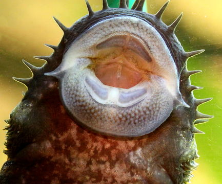 Image of Bluechin xenocara