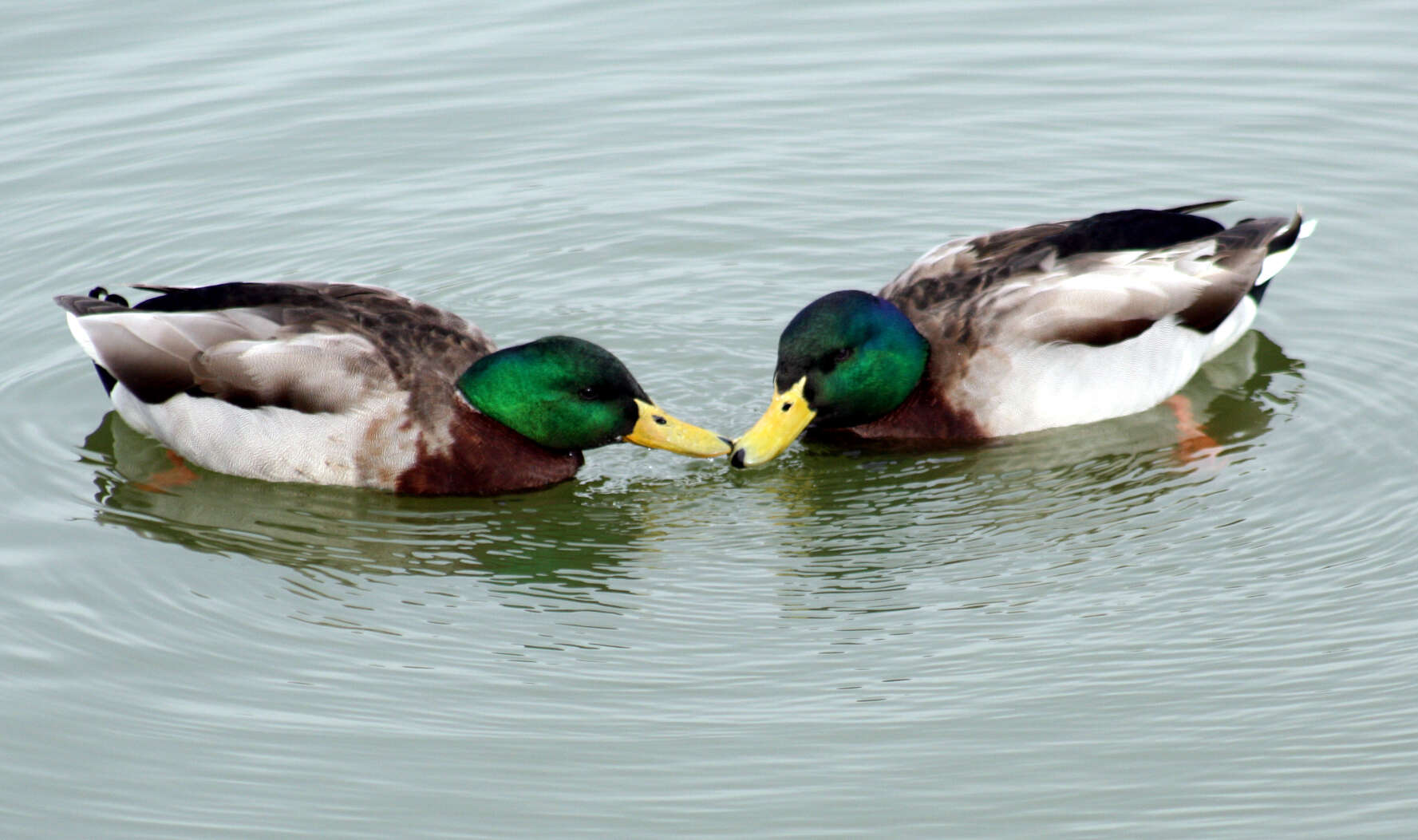 Image of Common Mallard