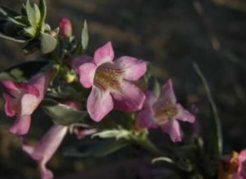 Image de Penstemon albomarginatus M. E. Jones