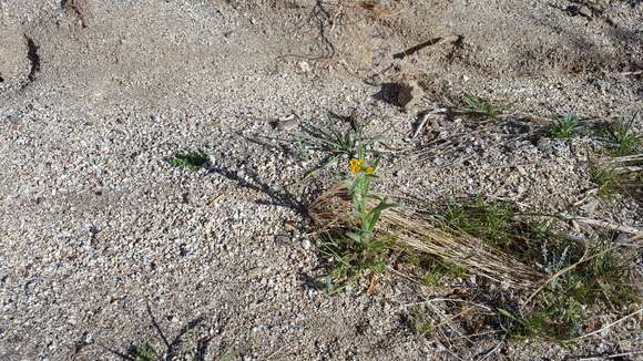 Image of common fiddleneck