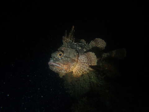 Image of Western red rockcod