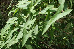 Слика од Ipomoea sagittata Poir.