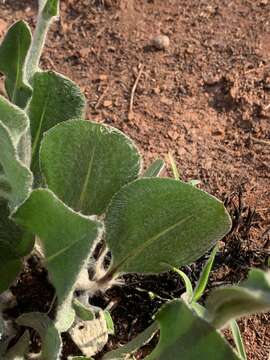 Image of Senecio coronatus (Thunb.) Harv.