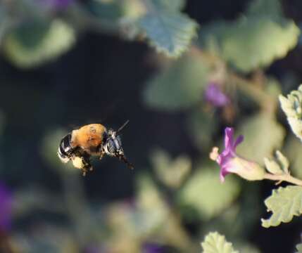 Image of Anthophora hilaris Smith 1879