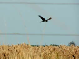 Image of Long-winged Harrier