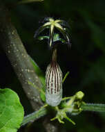 Image of Ceropegia meyeri Decne.