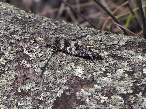 Trimerotropis saxatilis McNeill 1901 resmi