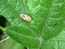 Image of spear thistle lacebug