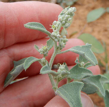 Chenopodium incanum (S Wats.) Heller的圖片