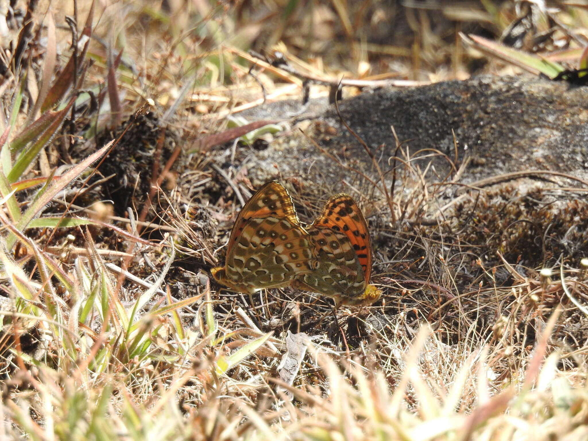 Sivun Argynnis castetsi kuva