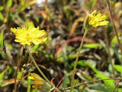 صورة Crepis biennis L.