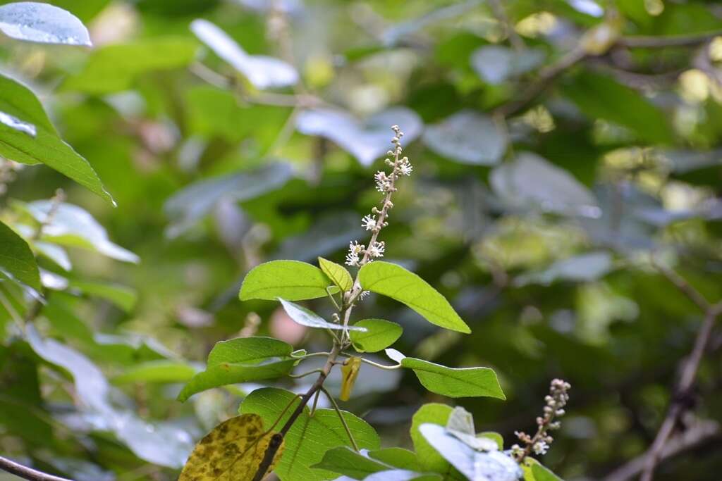 Слика од Croton francoanus Müll. Arg.