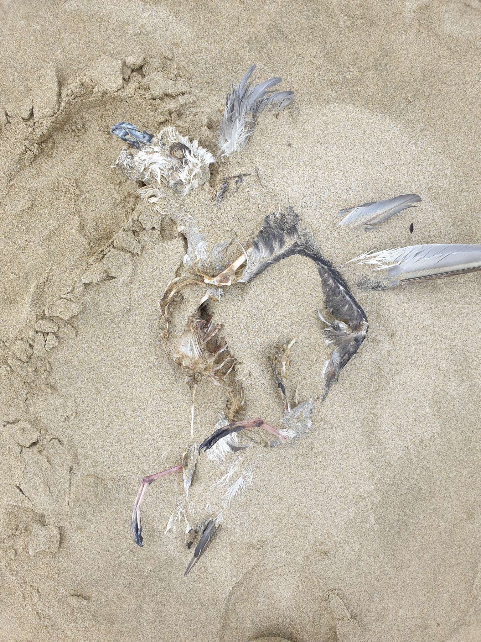 Image of White-headed Petrel