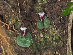 Image of Corybas abellianus Dockrill