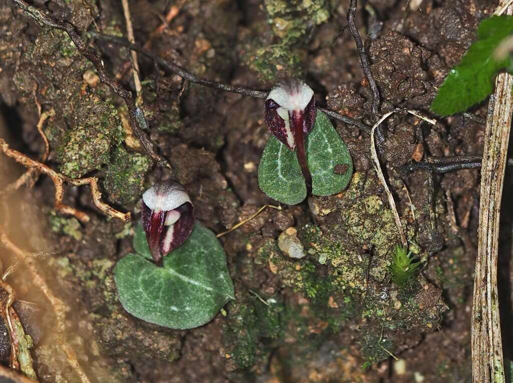 Image of Corybas abellianus Dockrill