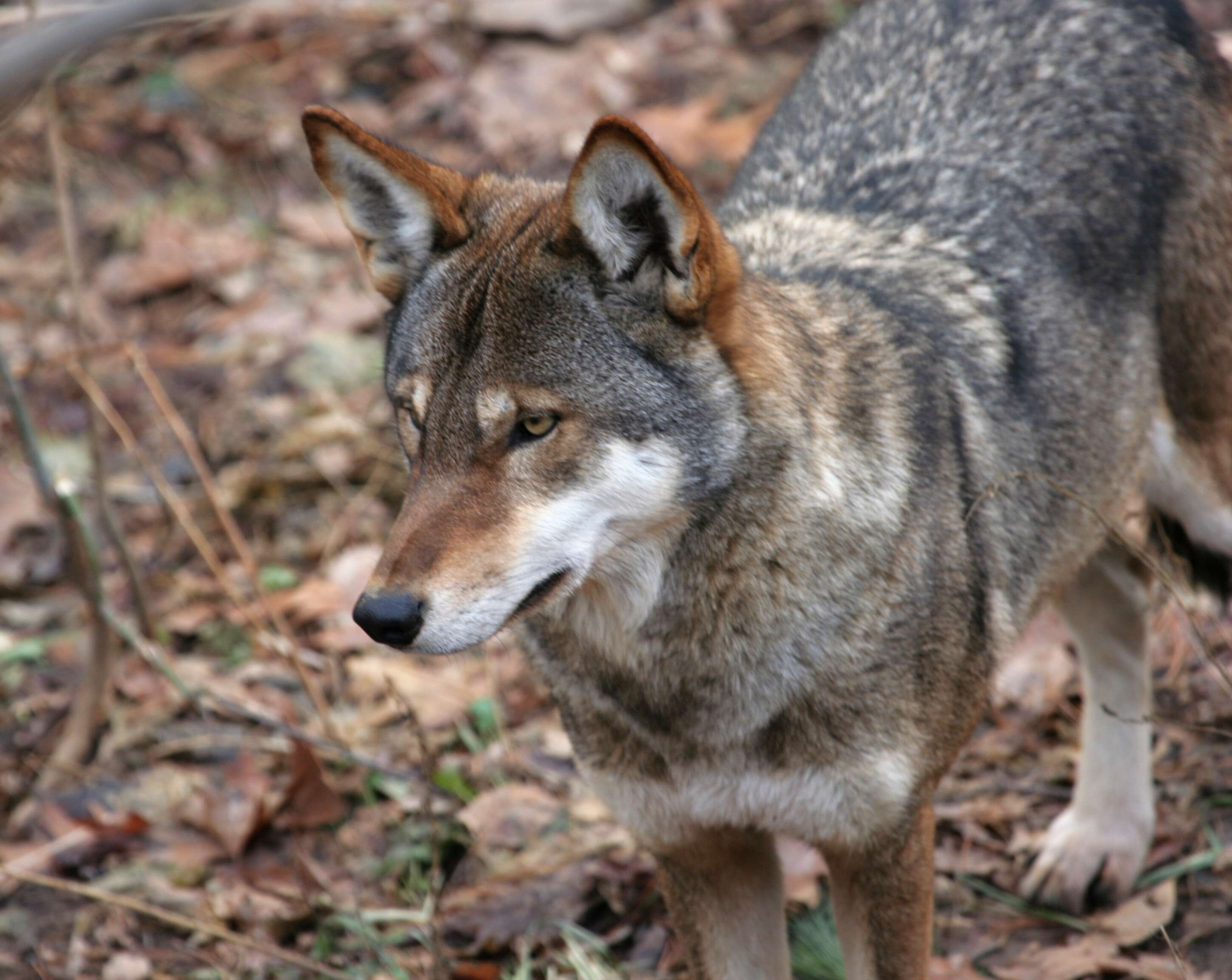 Image of Red wolf