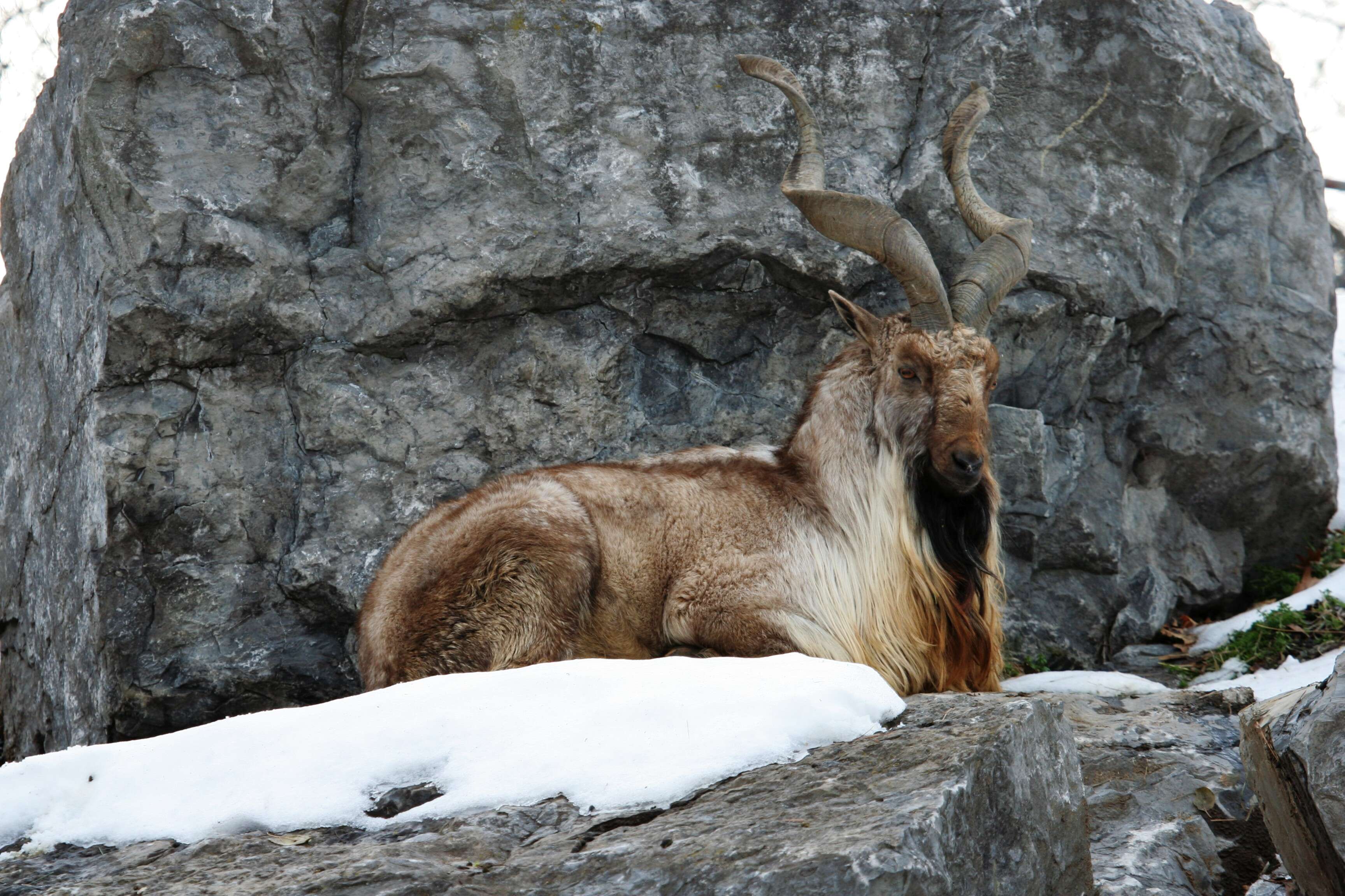 Image of Markhor