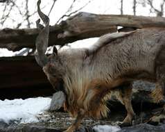 Image of Markhor