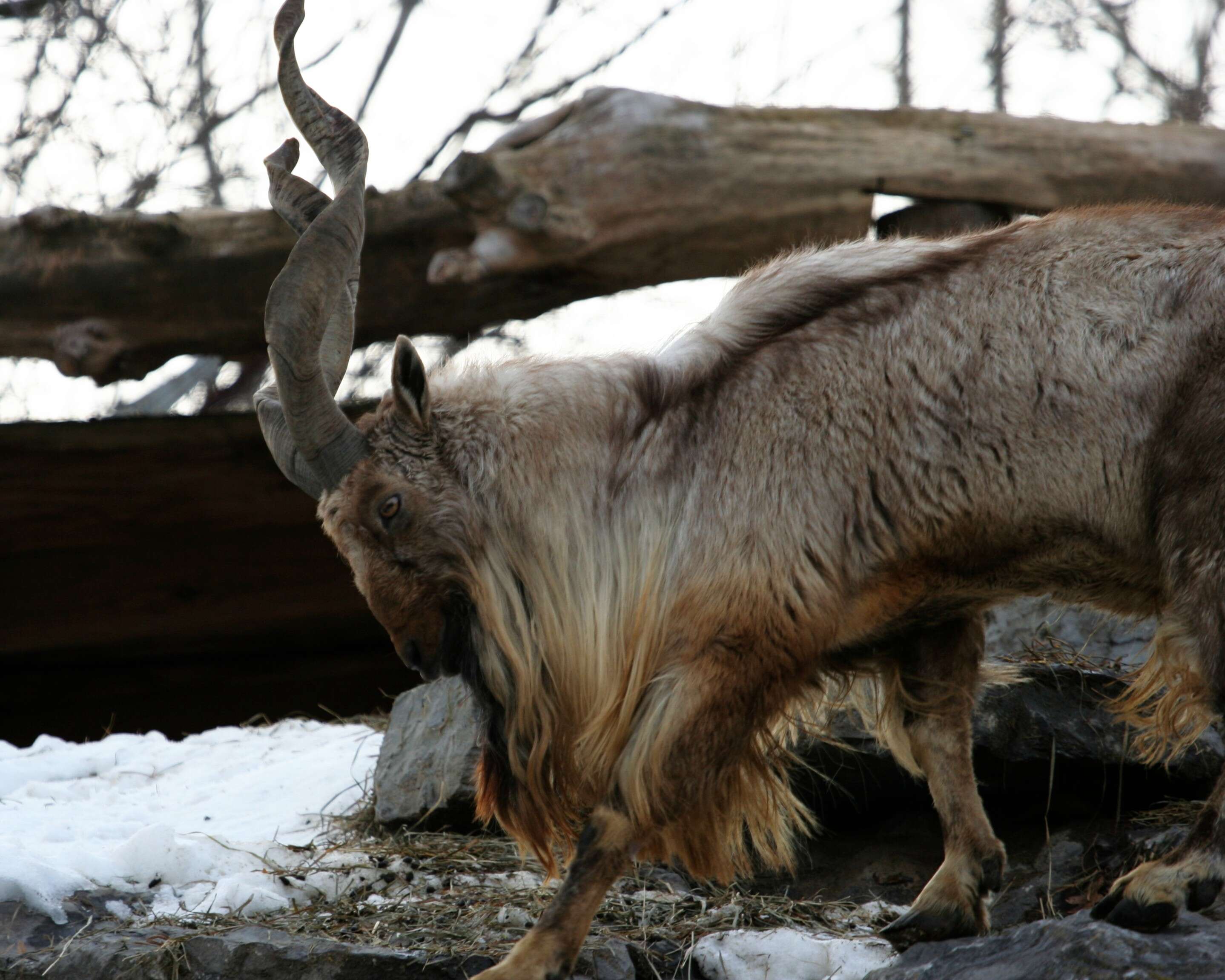 Image of Markhor