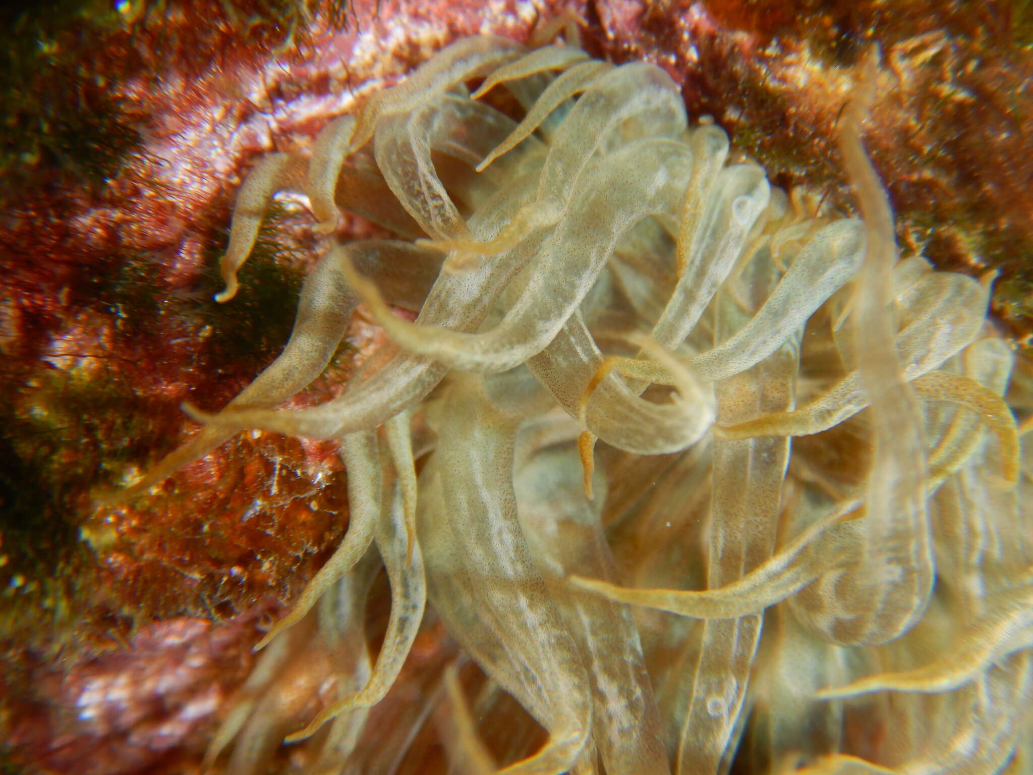 Image of glassrose anemone