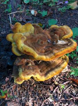 Image of dyer's polypore