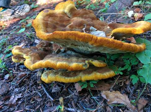 Image of dyer's polypore