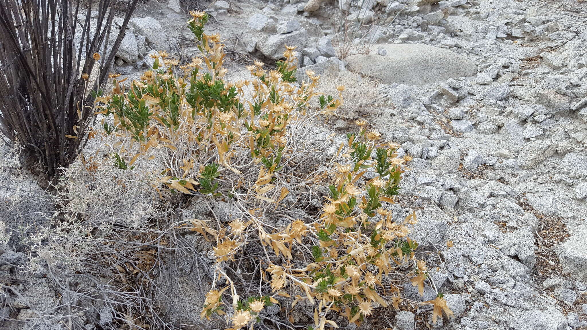 Image of Orcutt's aster