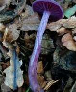 Image of Laccaria amethystina Cooke 1884