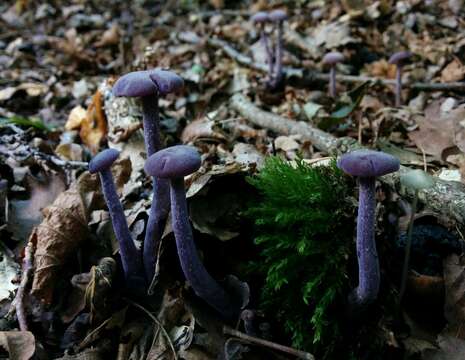 Image of Laccaria amethystina Cooke 1884