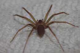 Image of Mediterranean recluse spiderman