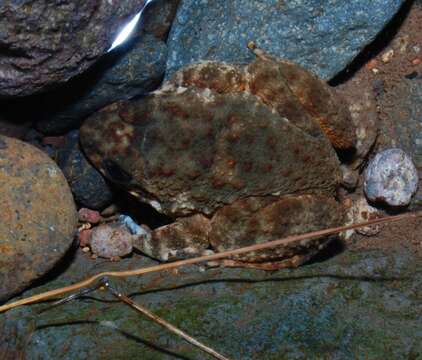 Image of Kuhl's Creek Frog